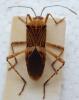 Hypselonotus sp.